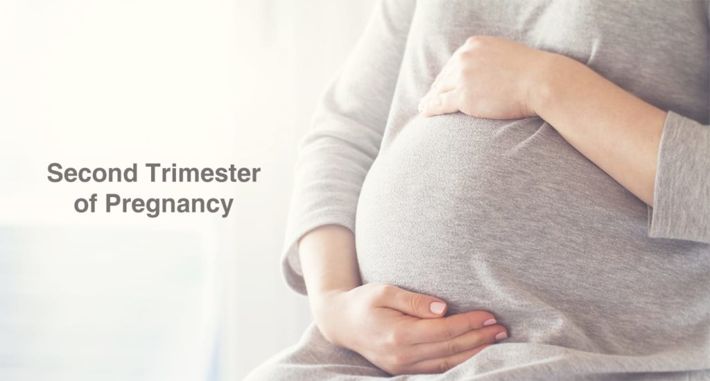 The Second Trimester of Pregnancy