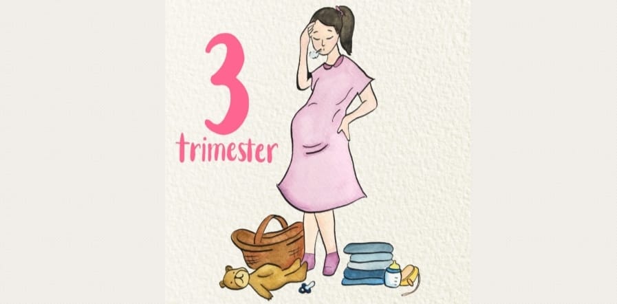 THE THIRD TRIMESTER OF PREGNANCY